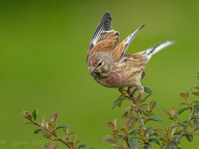 Kneu/Linnet