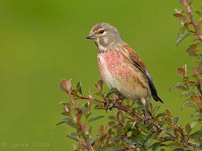 Kneu/Linnet