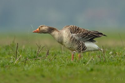 Grauwe gans/Greylag goose