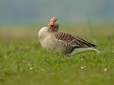 Grauwe gans/Greylag goose