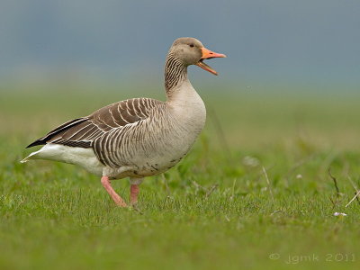 Grauwe gans/Greylag goose