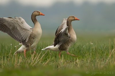 Grauwe gans/Greylag goose