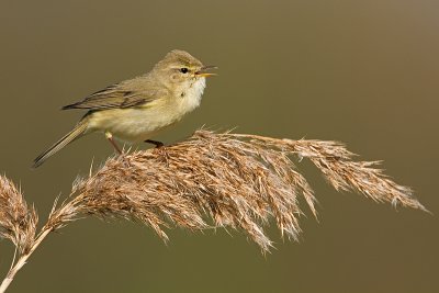 Fitis/Willow warbler