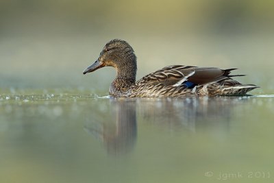 Wilde eend/Mallard