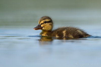 Wilde eend/Mallard