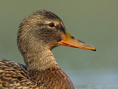 Wilde eend/Mallard