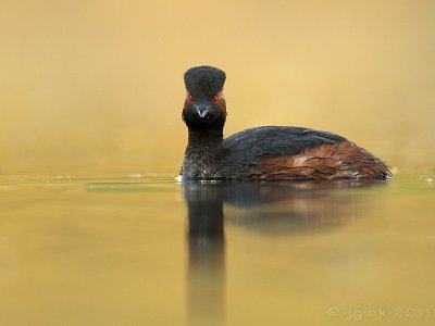 Geoorde fuut/Black-necked grebe