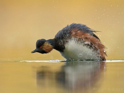 Geoorde fuut/Black-necked grebe