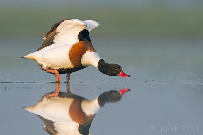 Bergeend/Shelduck
