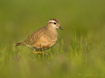 g4/32/760732/3/134357958.pxU1lCir.jpg
