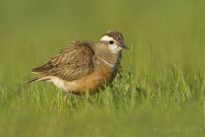 Morinelplevier/Dotterel