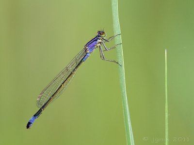 Lantaarntje/Ischnura elegans ♀