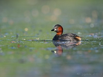 Dodaars/Little grebe