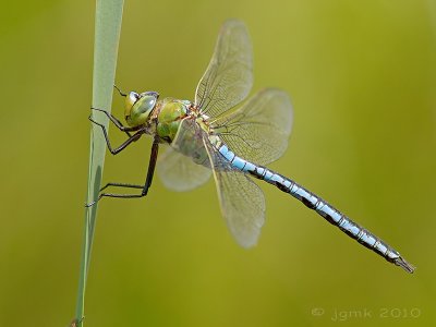 Grote keizerlibel/Anax imperator ♂