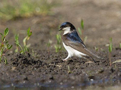 Huiswaluw/House martin