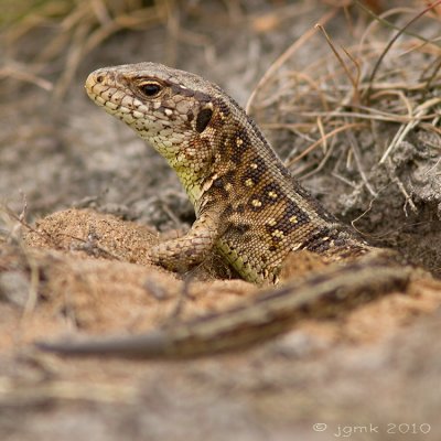 Zandhagedis/Lacerta agilis