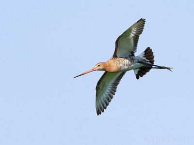 Grutto/Black-tailed godwit