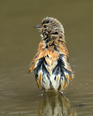 Kneu/Linnet