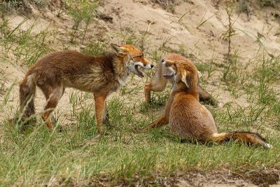 Vos/Red fox