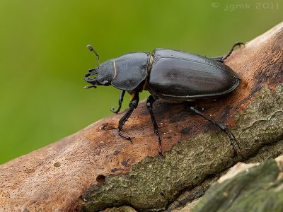 Vliegend hert/Lucanus cervus ♀