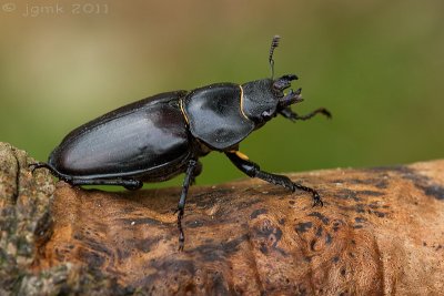 Vliegend hert/Lucanus cervus ♀