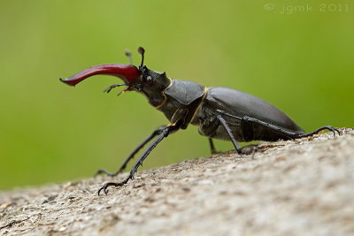 Vliegend hert/Lucanus cervus ♂