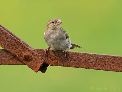 Huismus/House sparrow