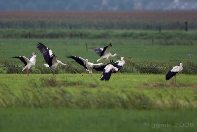 Ooievaar/White stork
