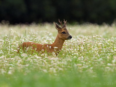 Ree/Roe deer