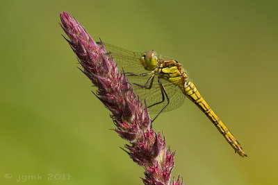 Steenrode heidelibel/Sympetrum vulgatum ♀