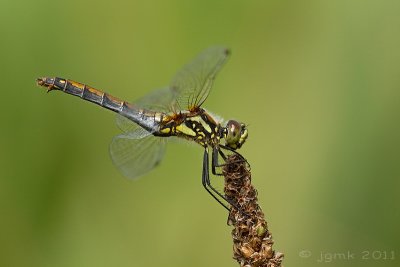 Zwarte heidelibel/Sympetrum danae ♀