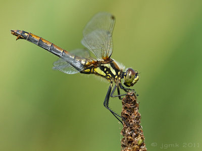 Zwarte heidelibel/Sympetrum danae ♀