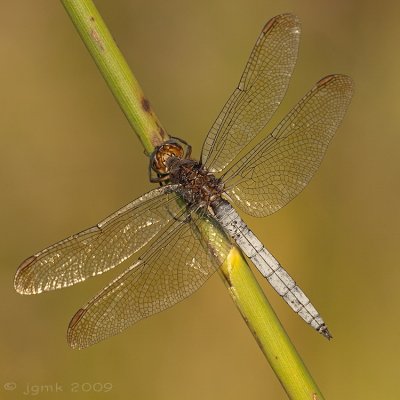 Beekoeverlibel/Orthetrum coerulescens ♂