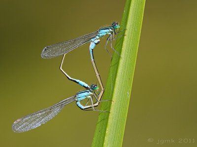 Lantaarntje/Ischnura elegans ♂♀