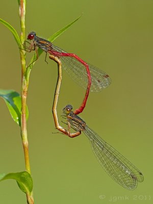 Koraaljuffer/Ceriagrion tenellum ♂♀