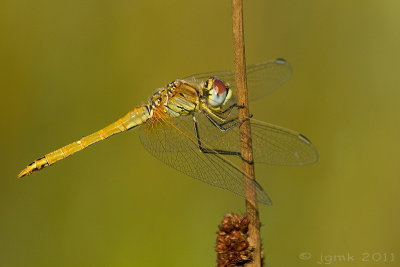 Zwervende heidelibel/Sympetrum fonscolombii ♂