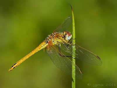 Zwervende heidelibel/Sympetrum fonscolombii ♂