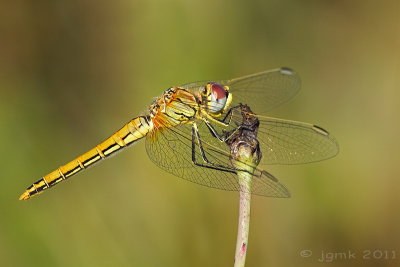 Zwervende heidelibel/Sympetrum fonscolombii ♀