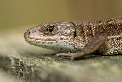 Levendbarende hagedis/Zootoca vivipara