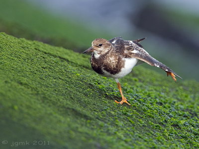 Steenloper/Turnstone