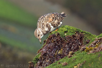 Steenloper/Turnstone