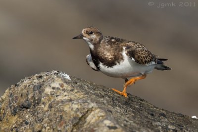 Steenloper/Turnstone