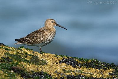 Bonte strandloper/Dunlin