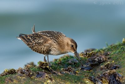 Bonte strandloper/Dunlin