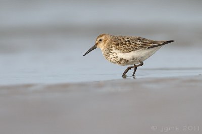 Bonte strandloper/Dunlin