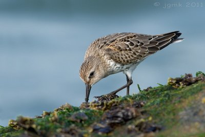 Bonte strandloper/Dunlin