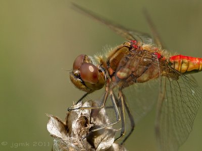 Steenrode heidelibel/Sympetrum vulgatum ♂