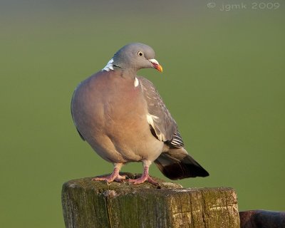 Houtduif/Wood pigeon