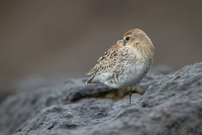 Bonte strandloper/Dunlin