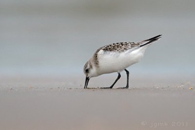 Drieteenstrandloper/Sanderling